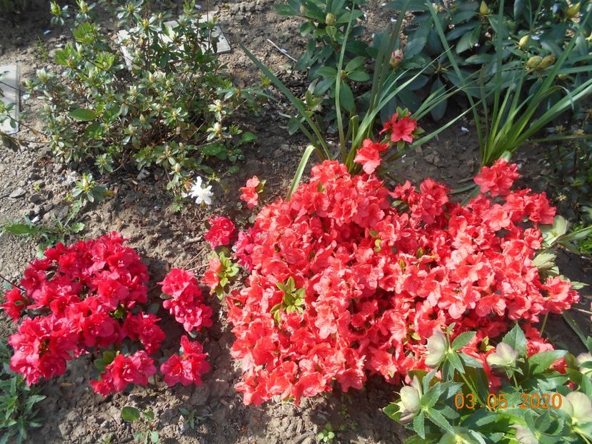 Florida si Orange Beauty - 1Azalee-rhododendroni-heleborusi-hortensii-hoste 2020