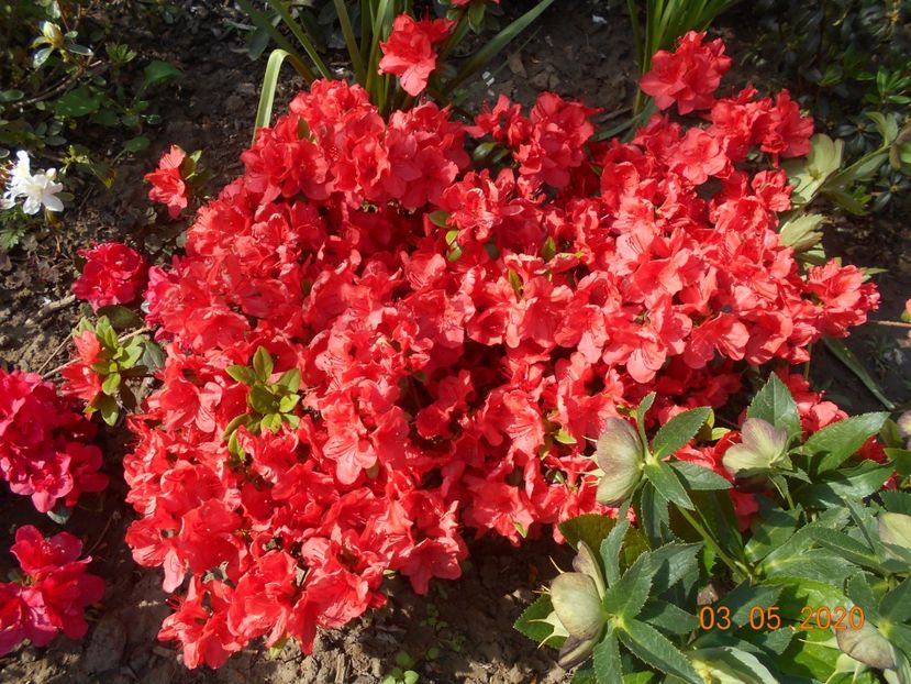 Azalea Orange Beauty - 1Azalee-rhododendroni-heleborusi-hortensii-hoste 2020