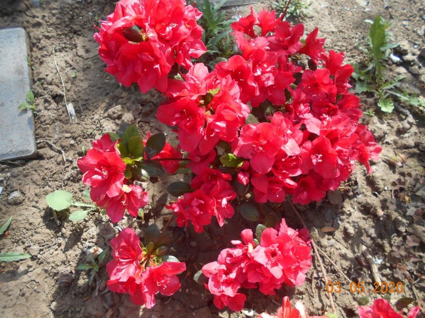 Azalea Florida - 1Azalee-rhododendroni-heleborusi-hortensii-hoste 2020