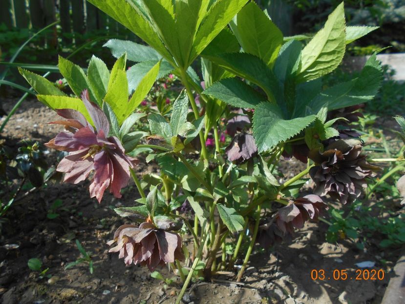  - 1Azalee-rhododendroni-heleborusi-hortensii-hoste 2020