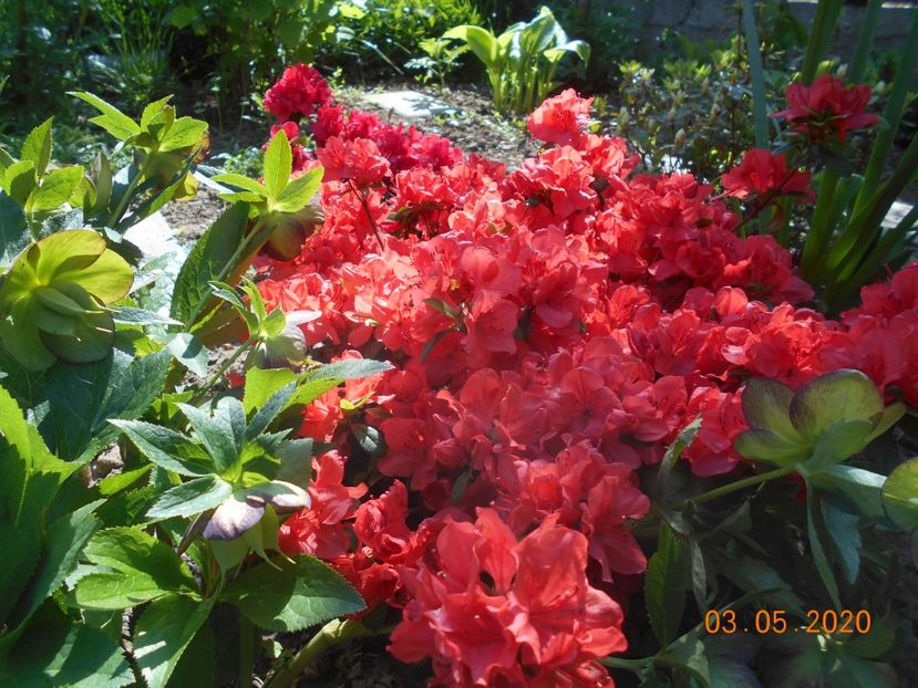  - 1Azalee-rhododendroni-heleborusi-hortensii-hoste 2020