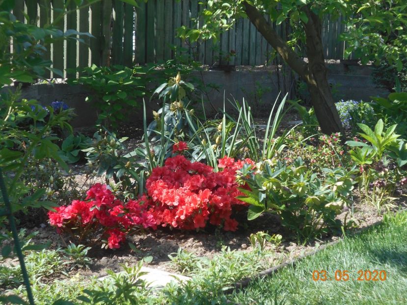 - 1Azalee-rhododendroni-heleborusi-hortensii-hoste 2020