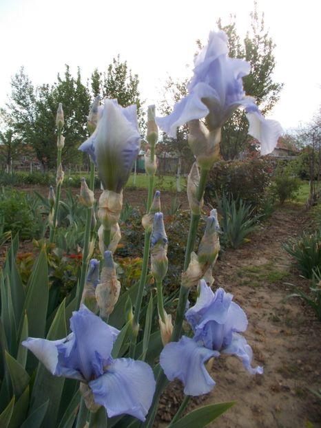 BLUE SAPHIRE - Irisi -2020 Barbata Elatior si intermedia
