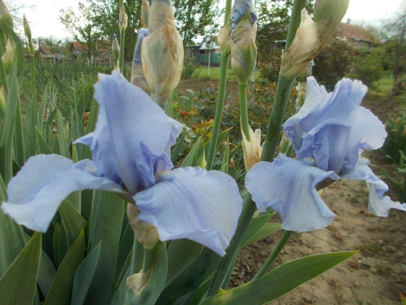  - Irisi -2020 Barbata Elatior si intermedia