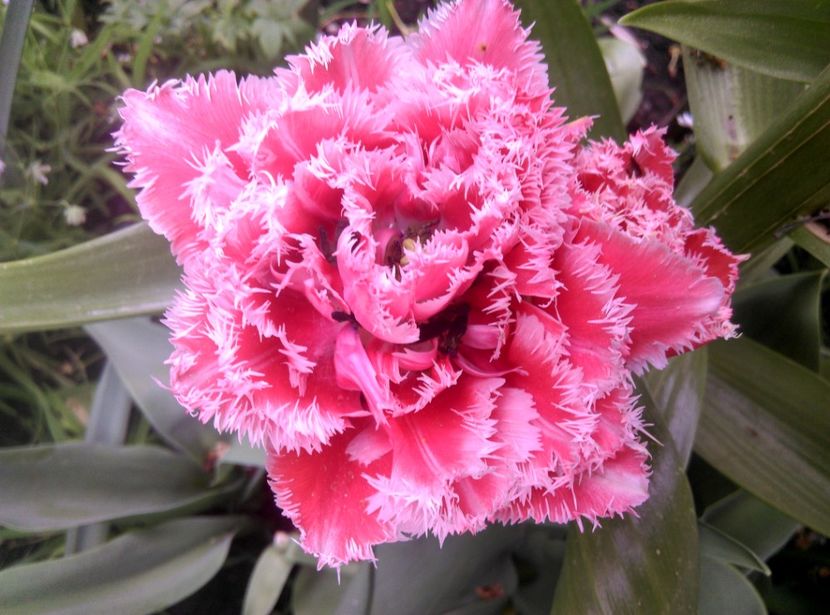  - Lalele narcise si alte flori 2020