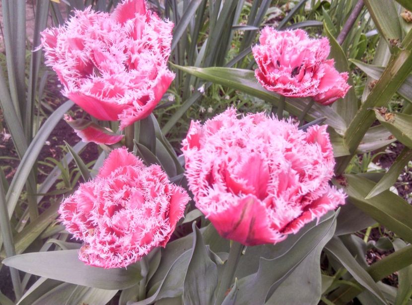  - Lalele narcise si alte flori 2020