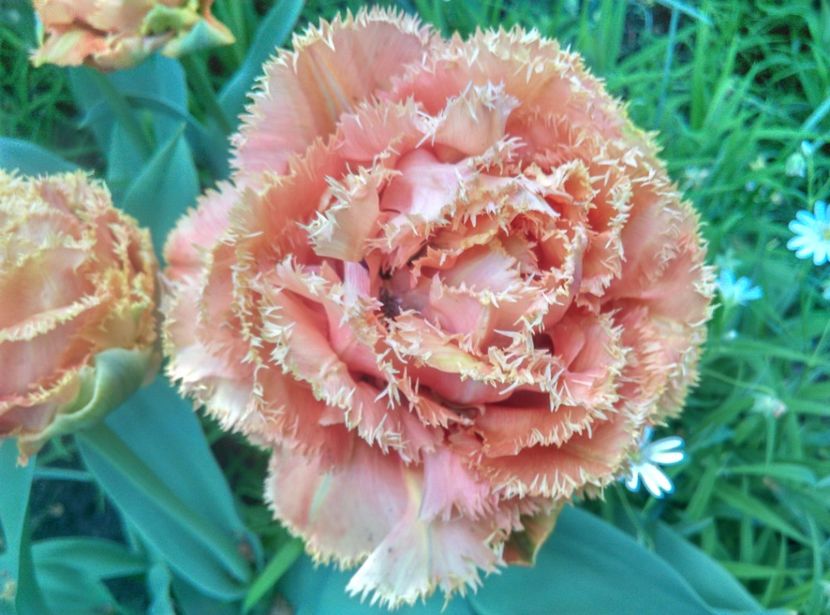  - Lalele narcise si alte flori 2020