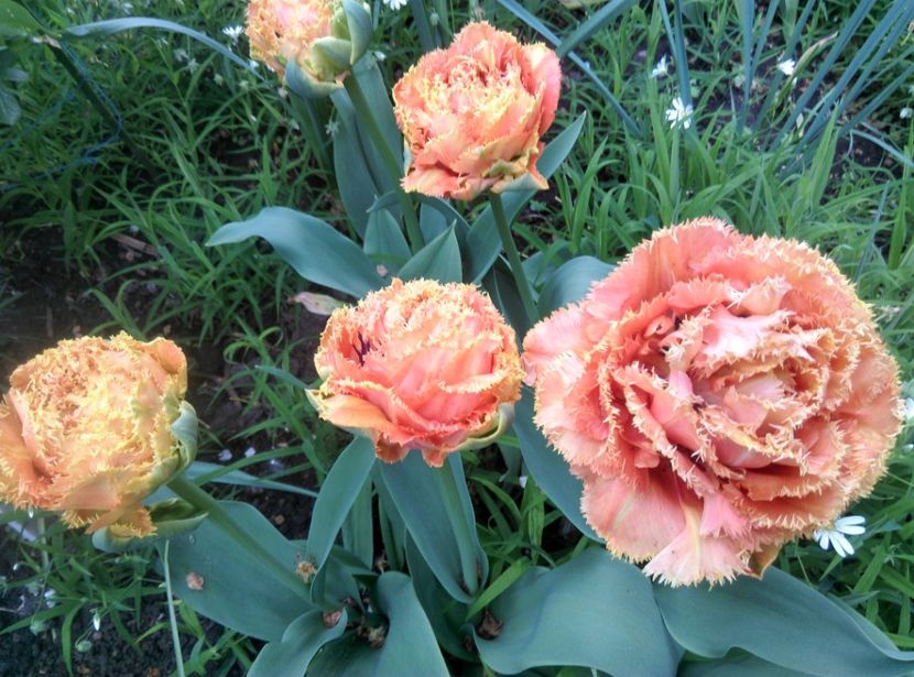  - Lalele narcise si alte flori 2020