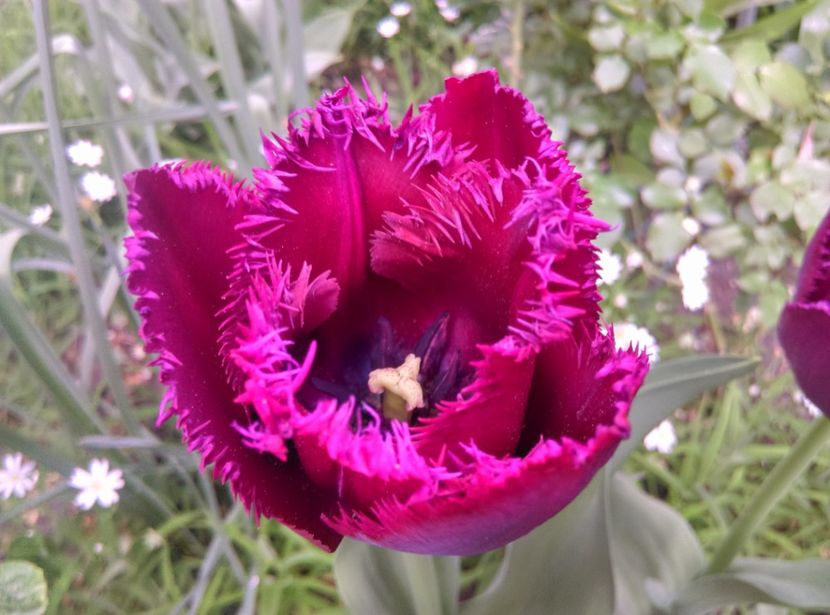  - Lalele narcise si alte flori 2020