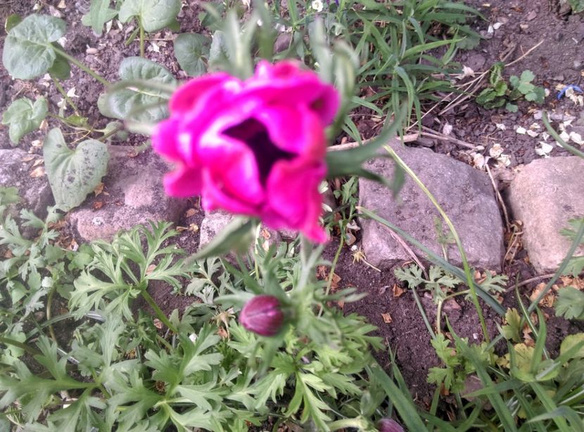  - Lalele narcise si alte flori 2020