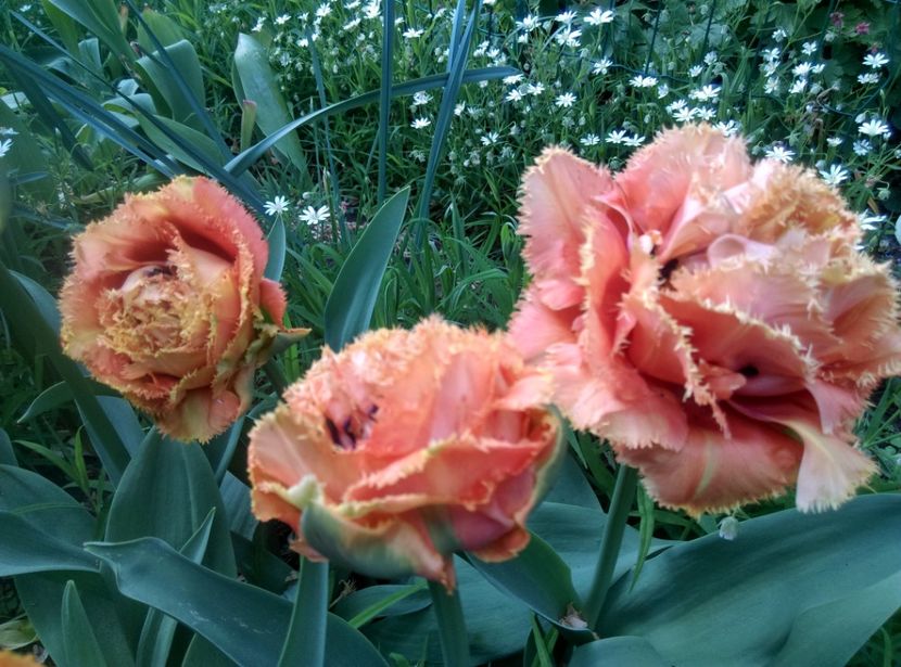  - Lalele narcise si alte flori 2020