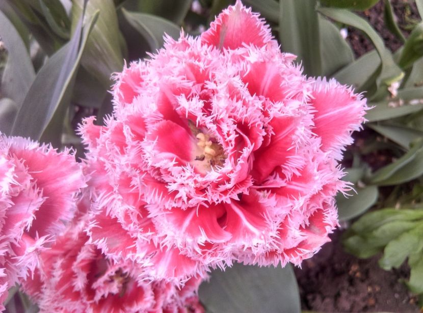  - Lalele narcise si alte flori 2020