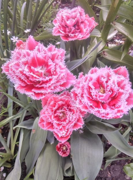  - Lalele narcise si alte flori 2020