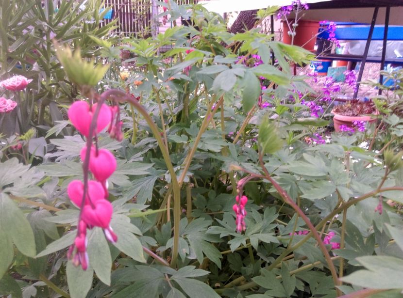  - Lalele narcise si alte flori 2020