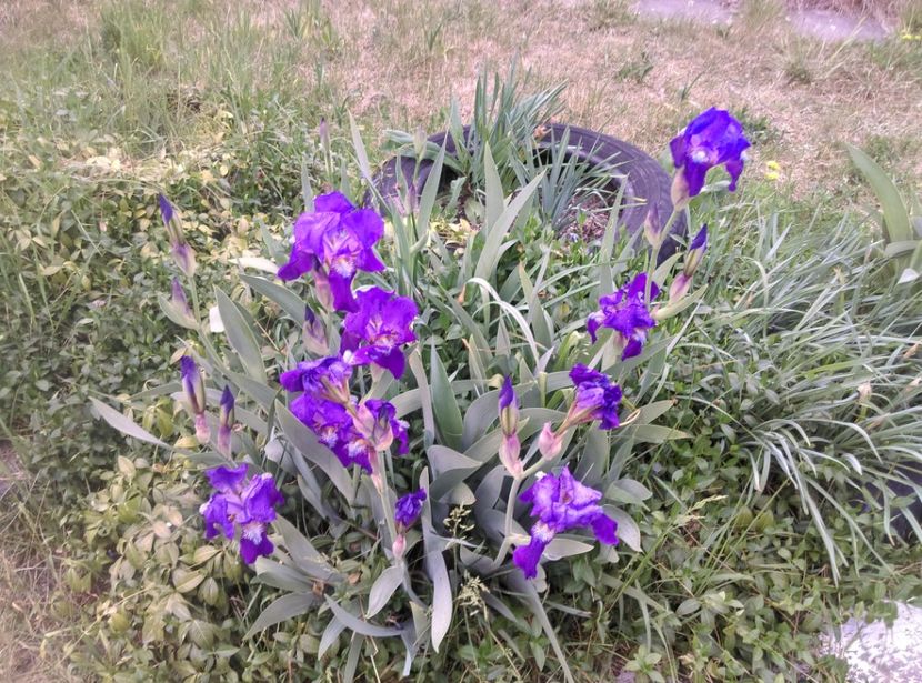  - Lalele narcise si alte flori 2020