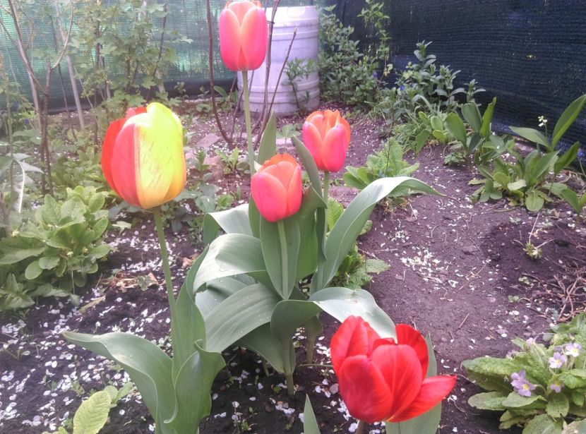  - Lalele narcise si alte flori 2020