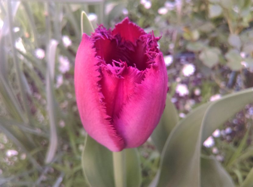  - Lalele narcise si alte flori 2020