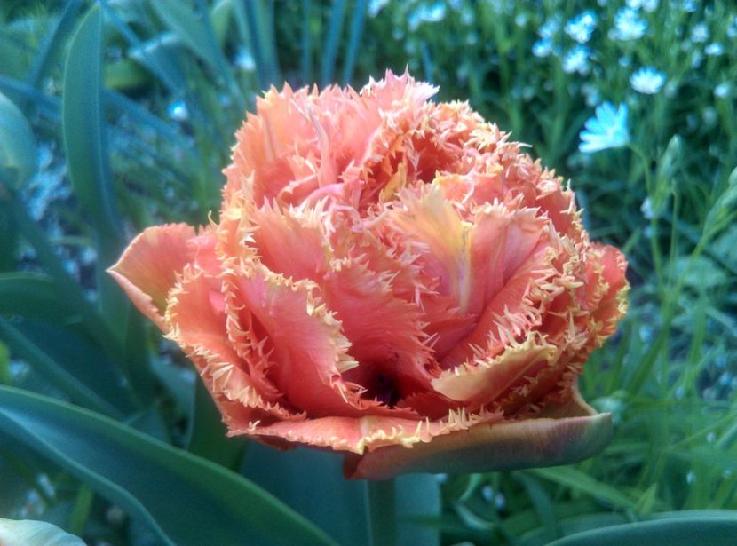  - Lalele narcise si alte flori 2020