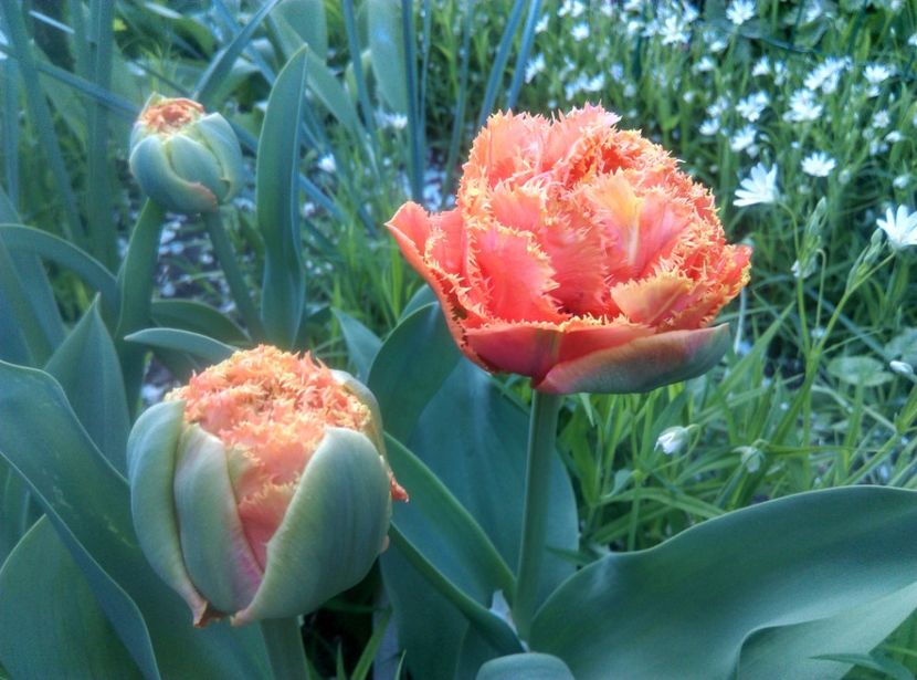  - Lalele narcise si alte flori 2020