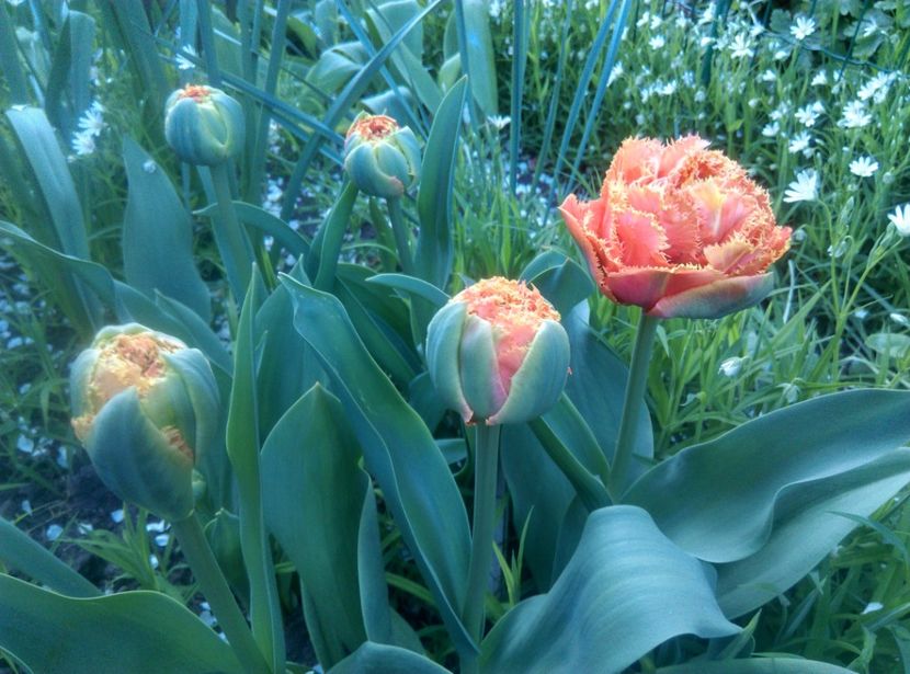  - Lalele narcise si alte flori 2020