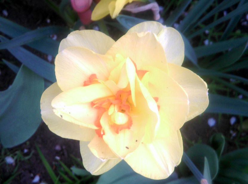  - Lalele narcise si alte flori 2020