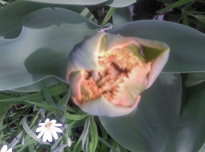  - Lalele narcise si alte flori 2020