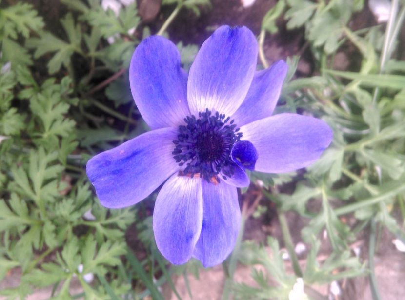  - Lalele narcise si alte flori 2020