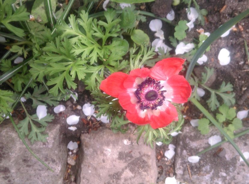  - Lalele narcise si alte flori 2020