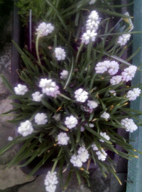  - Lalele narcise si alte flori 2020