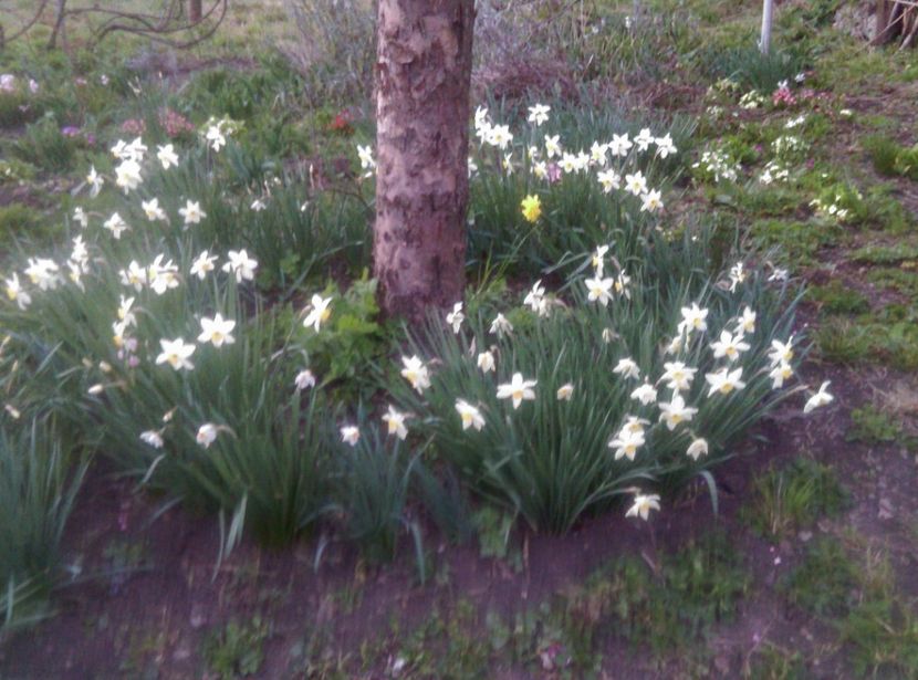  - Lalele narcise si alte flori 2020