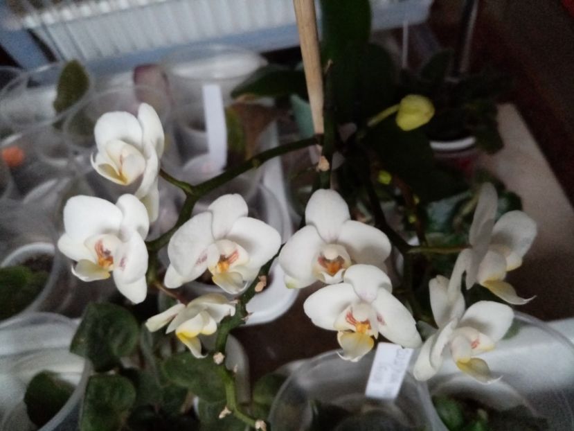  - Orhidee 2020