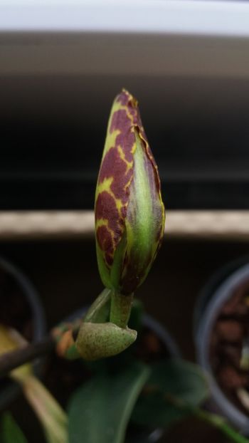 psychopsis papilio mariposa GV - Orhidee_2_psychopsis