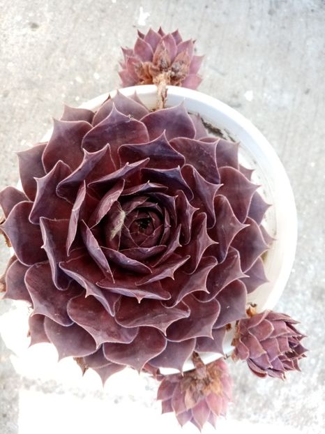  - Cactusi suculente 2020