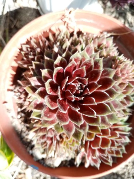  - Cactusi suculente 2020