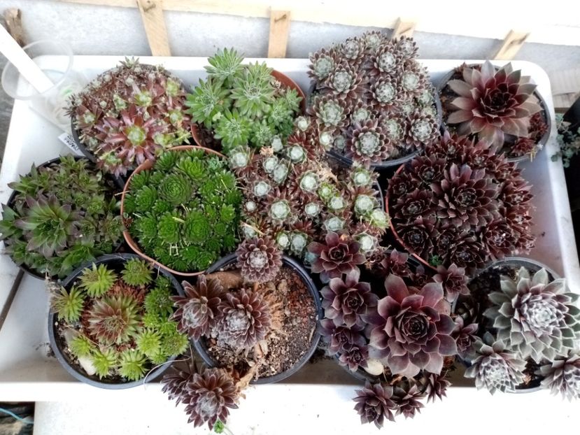  - Cactusi suculente 2020