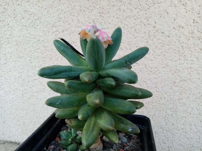  - Cactusi suculente 2020