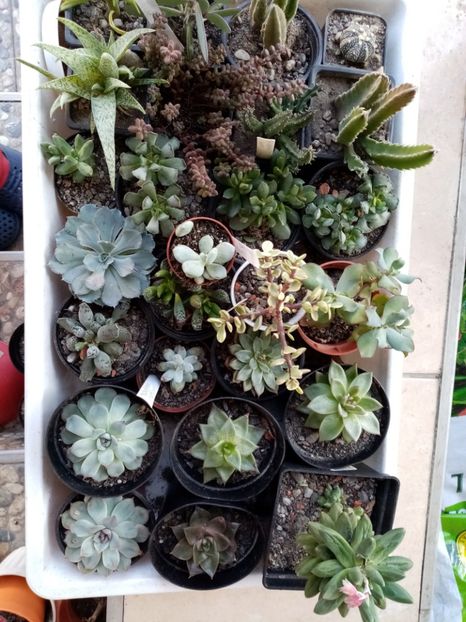  - Cactusi suculente 2020