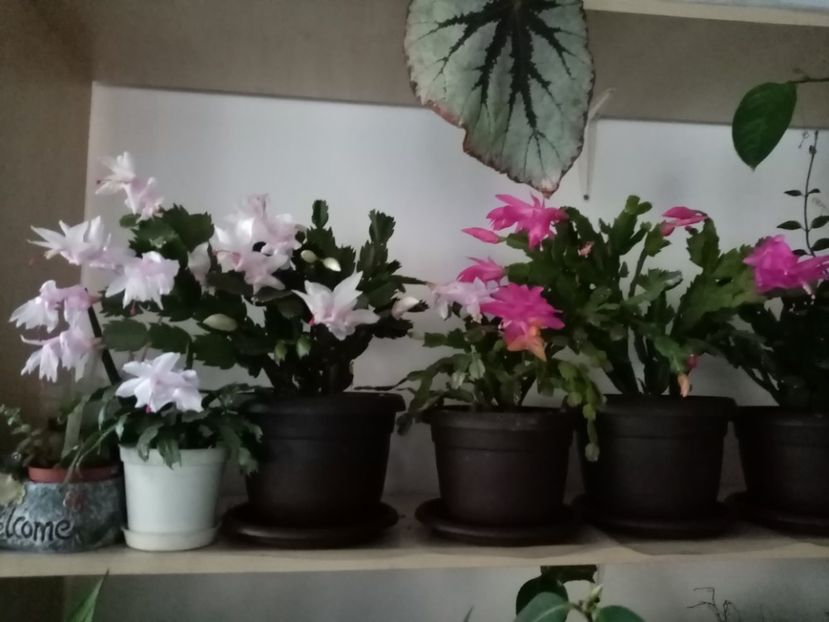  - Cactusi suculente 2020