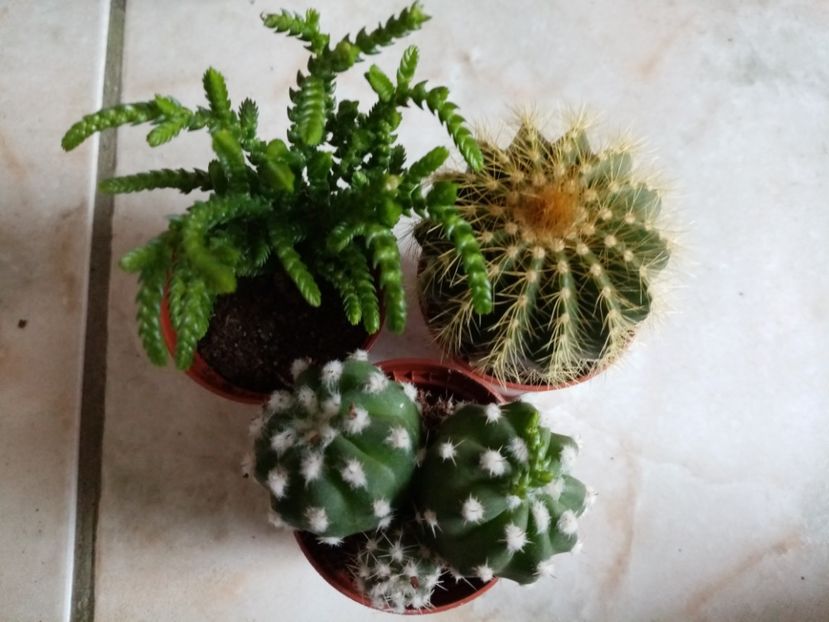  - Cactusi suculente 2020