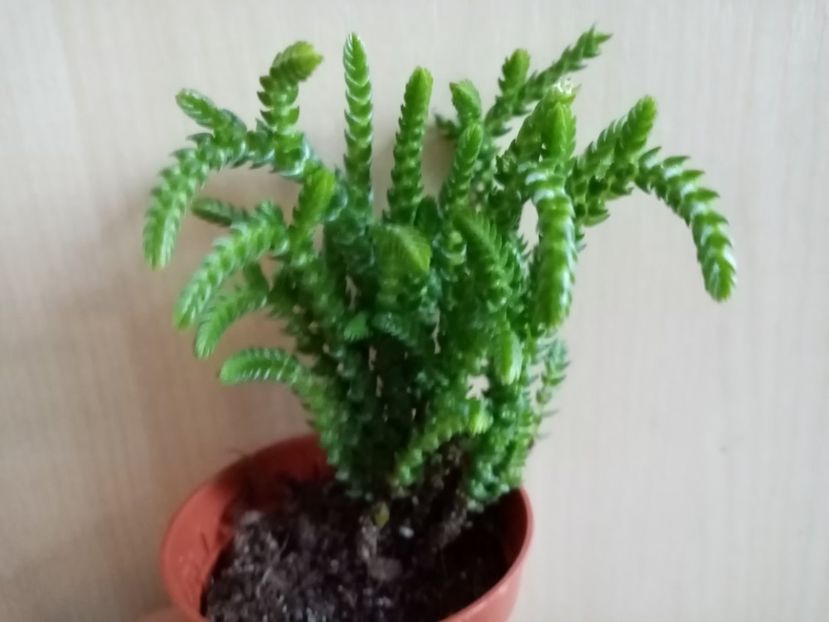 - Cactusi suculente 2020