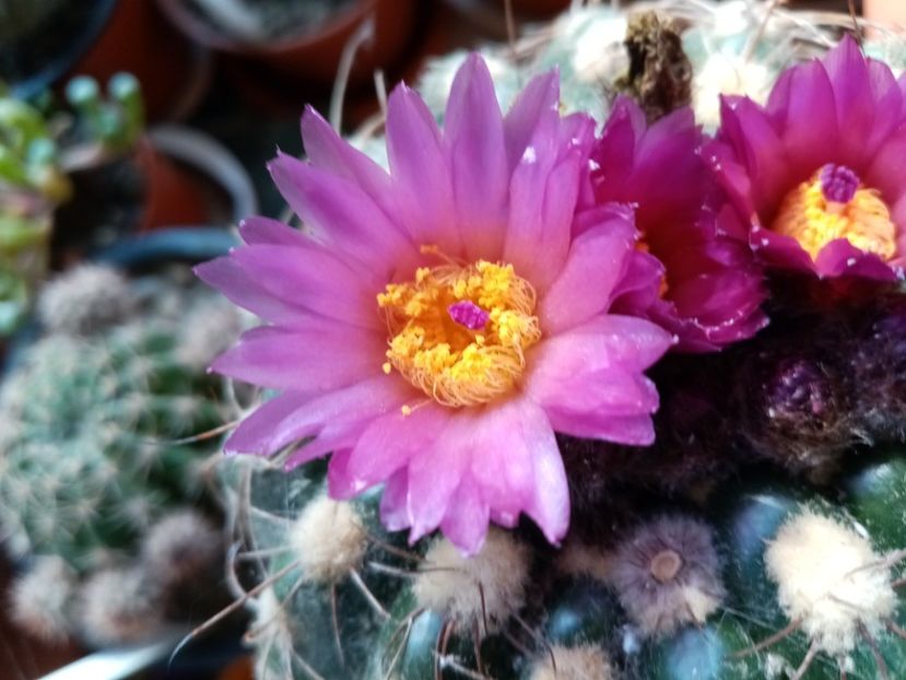  - Cactusi suculente 2020