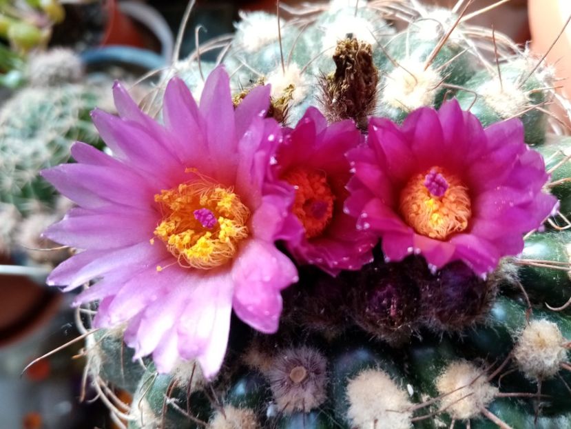  - Cactusi suculente 2020