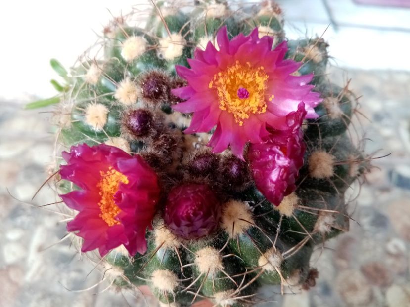  - Cactusi suculente 2020