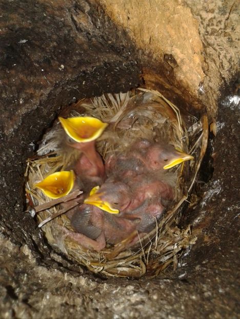  - AAAAAA_CUIB GRAURI 2018_2019_2020_2022_2023