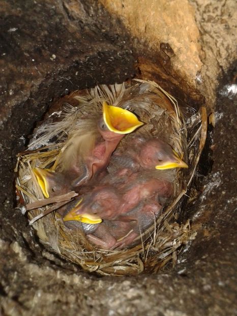  - AAAAAA_CUIB GRAURI 2018_2019_2020_2022_2023