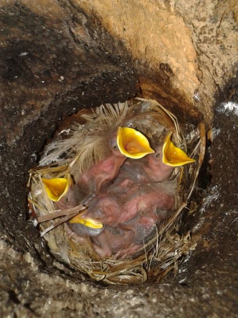  - AAAAAA_CUIB GRAURI 2018_2019_2020_2022_2023