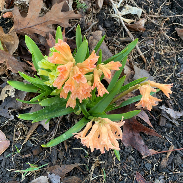  - Jurnalul gradinii 2020