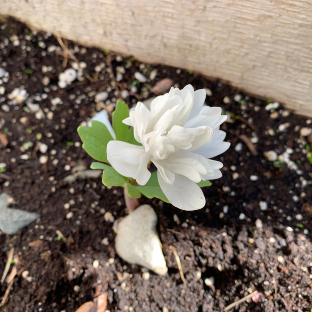  - Jurnalul gradinii 2020