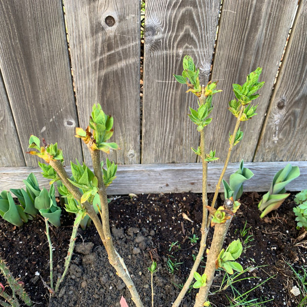  - Jurnalul gradinii 2020