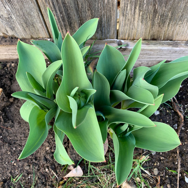  - Jurnalul gradinii 2020